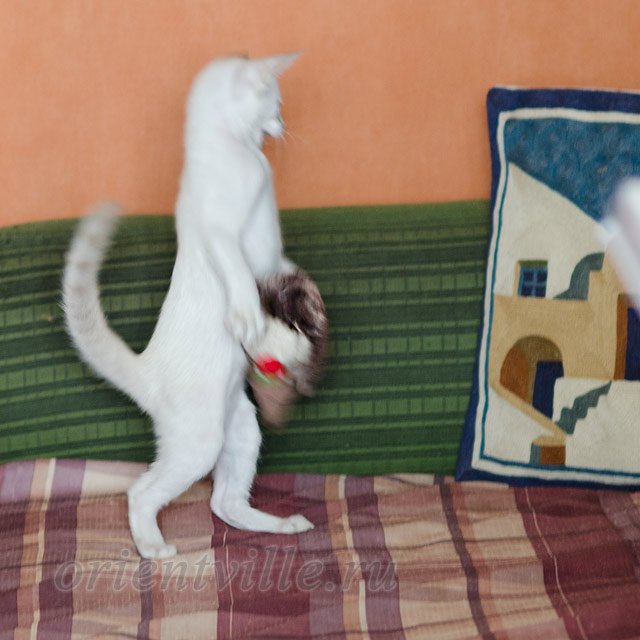 Сиамский котенок. 2 мес.