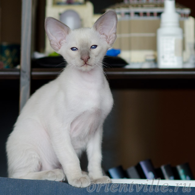 Сиамский котенок. 2 мес.