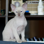 Сиамский котенок