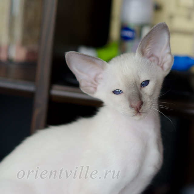 Сиамский котенок. 2 мес.