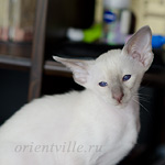 Сиамский котенок