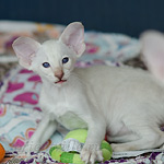 Сиамский котенок. 2 мес.