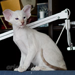 Сиамский котенок. 2 мес.