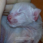 Сиамский котенок