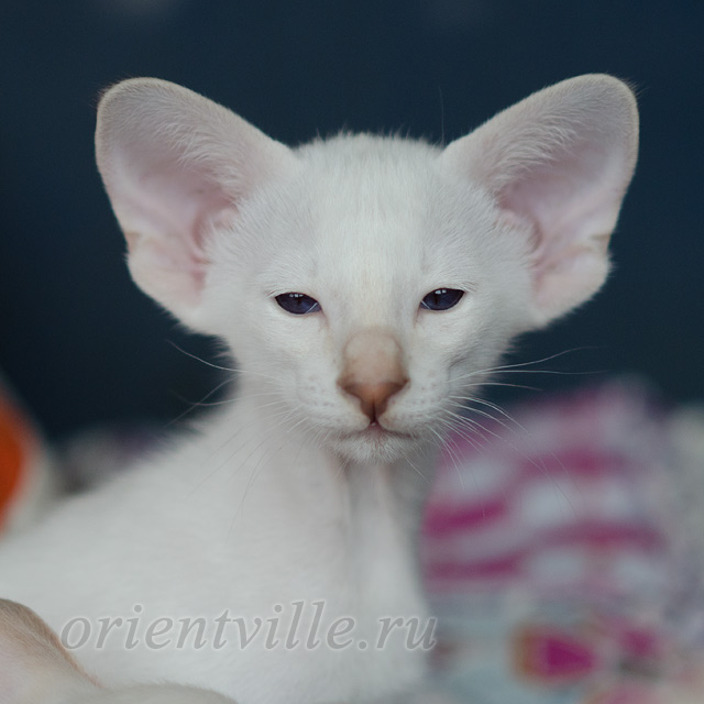 Сиамский котенок. 2 мес.