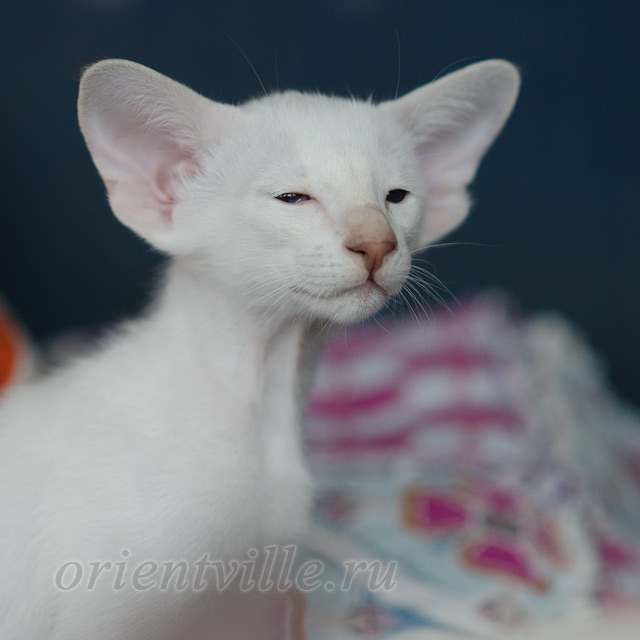 Сиамский котенок. 2 мес.