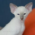 Сиамский котенок. 2 мес.