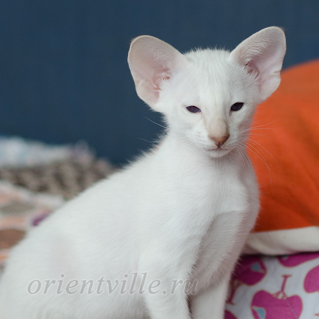 Сиамский котенок. 2 мес.