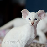 Сиамский котенок