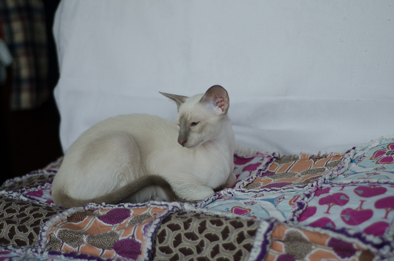 Сиамский котенок. 3 мес.