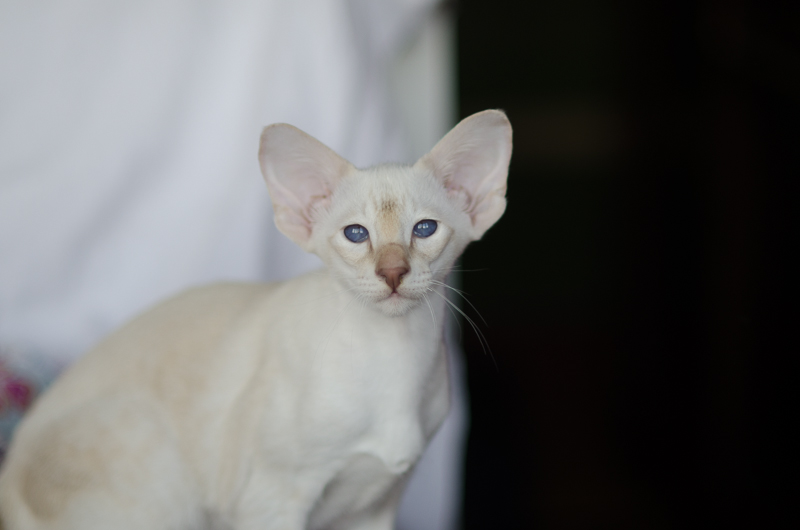Сиамский котенок. 3 мес.