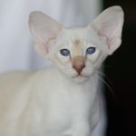 Сиамский котенок. 3 мес.