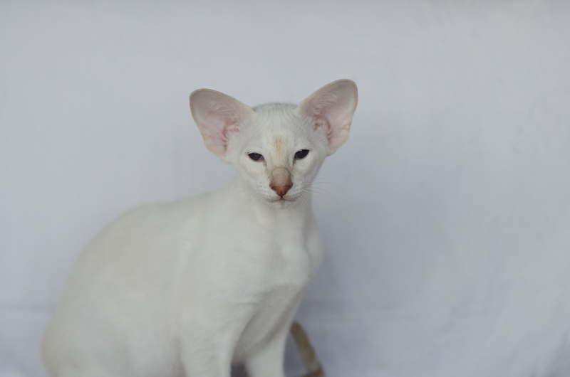 Сиамский котенок. 3 мес.
