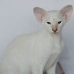 Сиамский котенок. 3 мес.