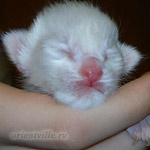 Сиамский котенок