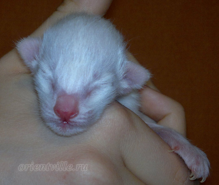 Новорожденный котенок