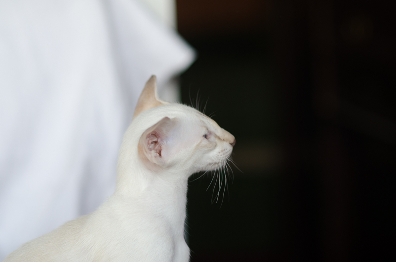 Сиамский котенок. 3 мес.