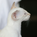 Сиамский котенок. 3 мес.