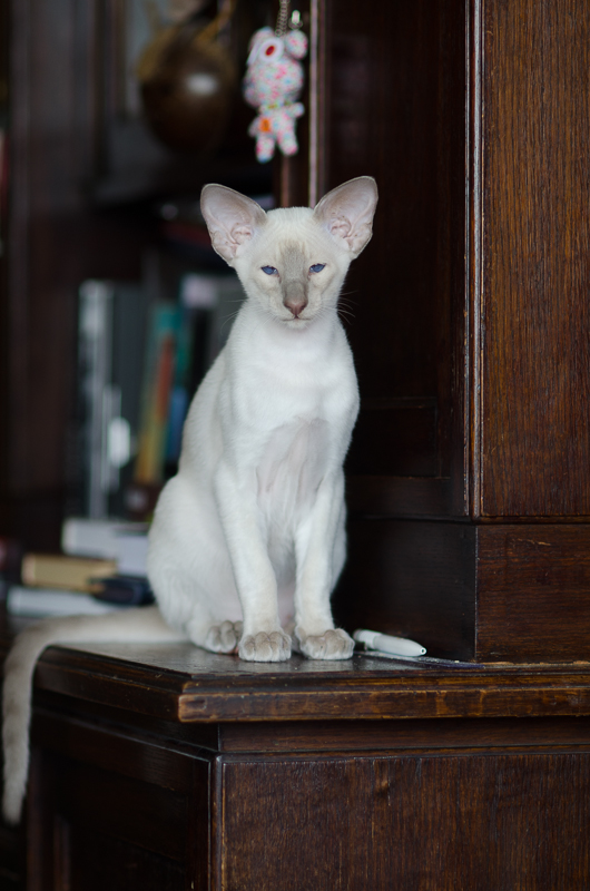 Сиамский котенок. 3 мес.