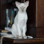 Сиамский котенок. 3 мес.