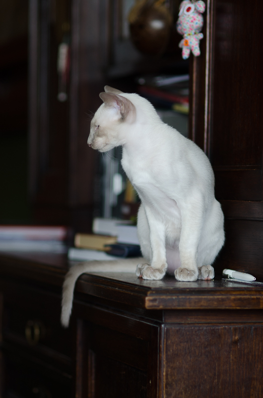 Сиамский котенок. 3 мес.