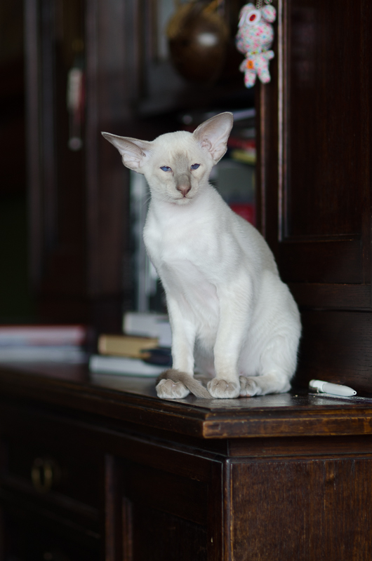 Сиамский котенок. 3 мес.