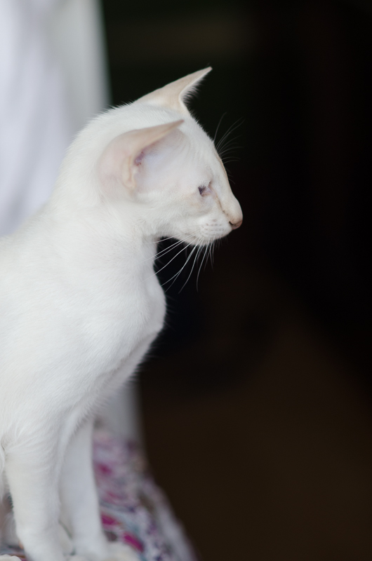 Сиамский котенок. 3 мес.