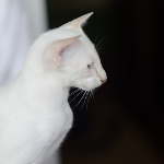 Сиамский котенок. 3 мес.