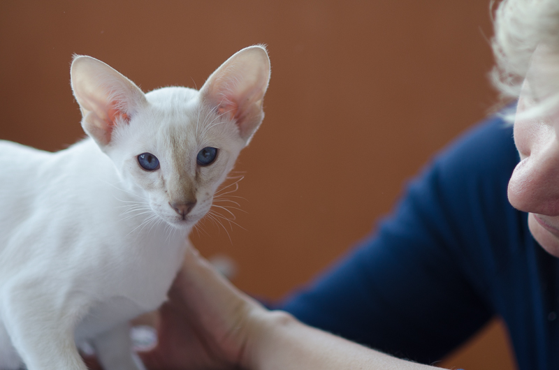 Сиамский котенок. 3 мес.