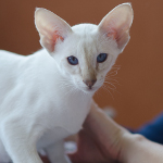 Сиамский котенок. 3 мес.