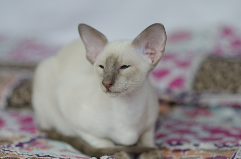 Сиамский котенок. 3 мес.