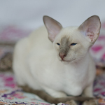 Сиамский котенок. 3 мес.