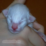 Сиамский котенок