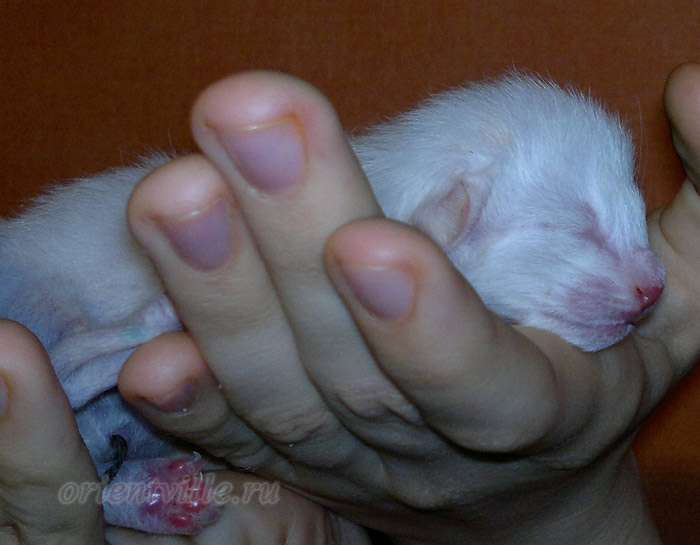 Новорожденный котенок