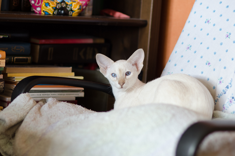 Сиамский котенок. 3 мес.