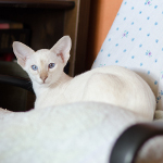 Сиамский котенок. 3 мес.