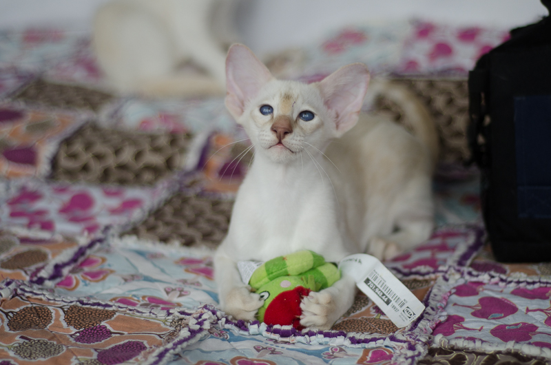 Сиамский котенок. 3 мес.