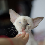 Сиамский котенок. 3 мес.