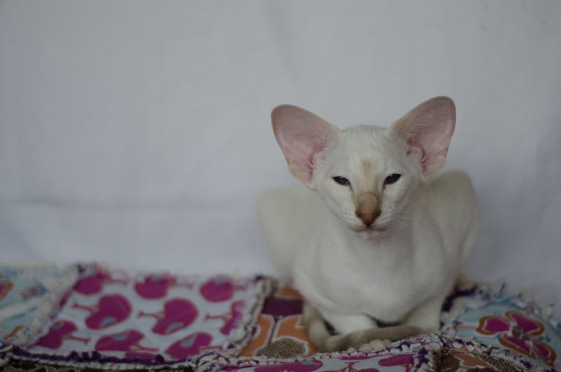 Сиамский котенок. 3 мес.