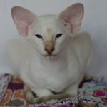 Сиамский котенок. 3 мес.