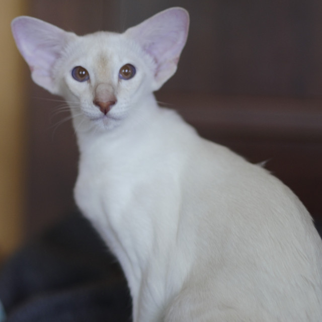 Сиамский котенок. 5 мес.