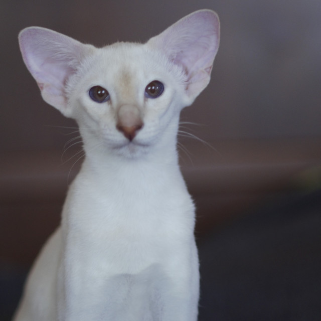 Сиамский котенок. 5 мес.