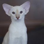 Сиамский котенок. 5 мес.