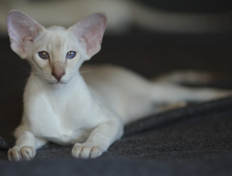 Сиамский котенок. 3 мес.