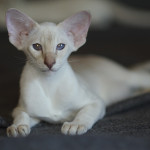 Сиамский котенок. 3 мес.