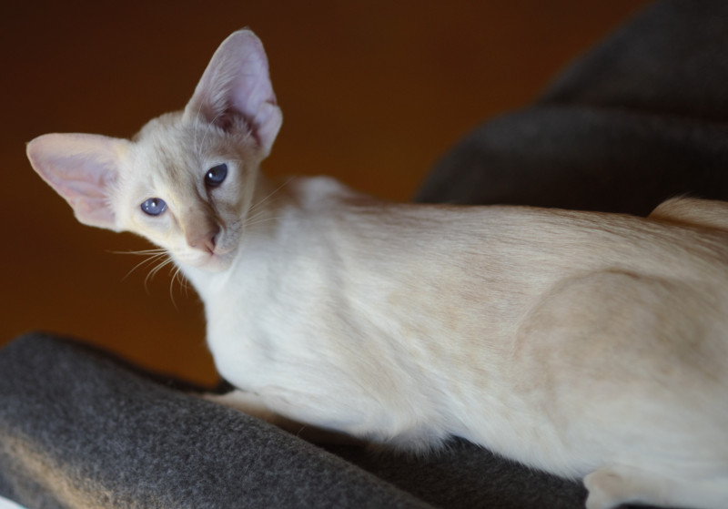 Сиамский котенок. 3 мес.
