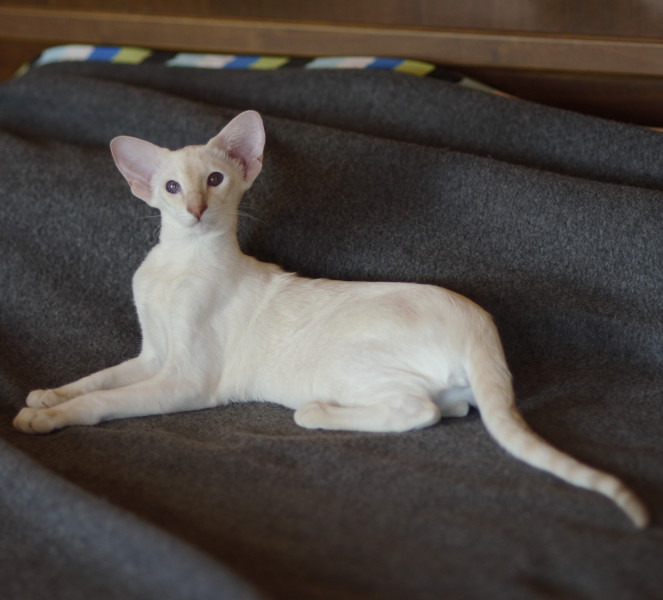 Сиамский котенок. 5 мес.