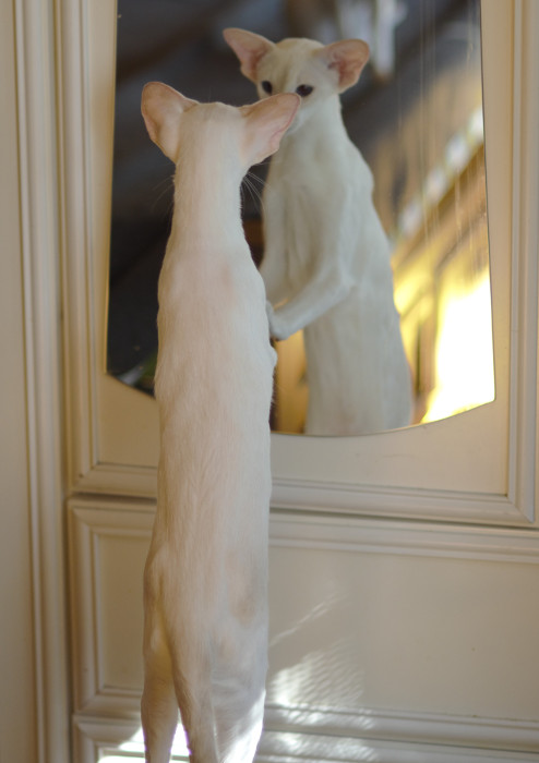 Сиамский котенок. 5 мес.