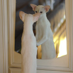 Сиамский котенок. 5 мес.