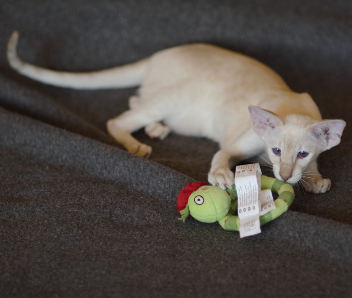 Сиамский котенок. 3 мес.